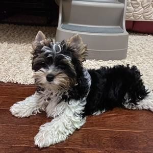 Meet your Posher, Erika